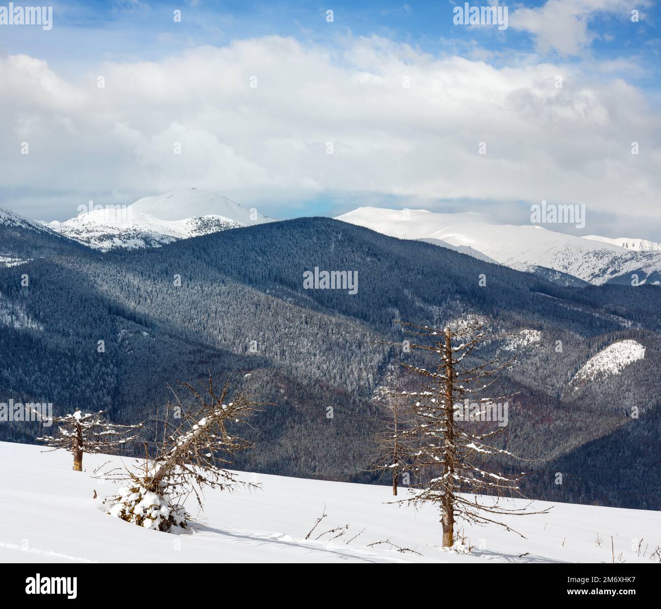Picturesque winter mountain view from Skupova mountain slope with some withered windbreak trees. Ukraine, view to Chornohora rid Stock Photo