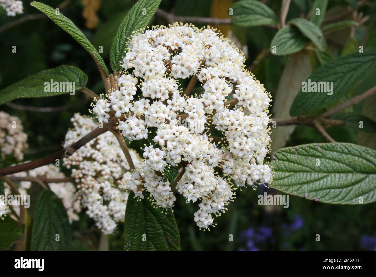 Flowers of Leatherleaf Viburnum (Viburnum rhytidophyllum Stock Photo