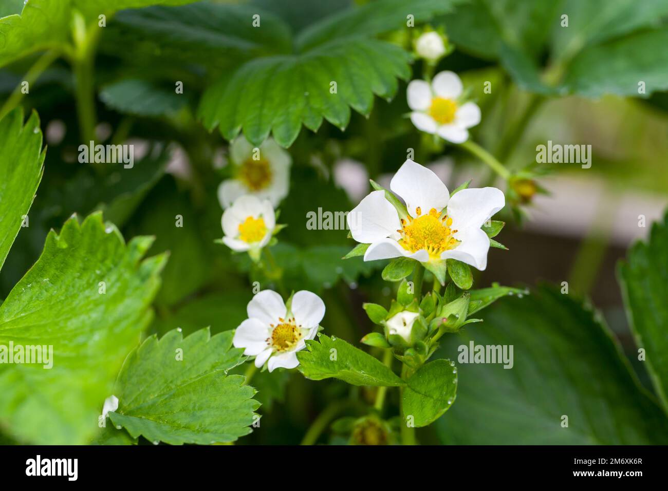 Strawberry flowers, close up photo with selective soft focus Stock ...