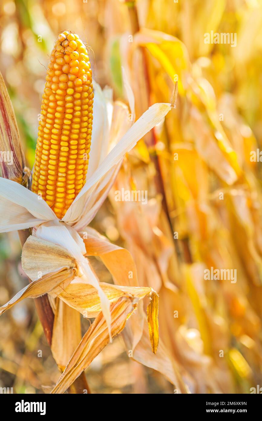 Corn Tops Ripe ear of ripe corn close up Instagram stile Stock Photo - Alamy