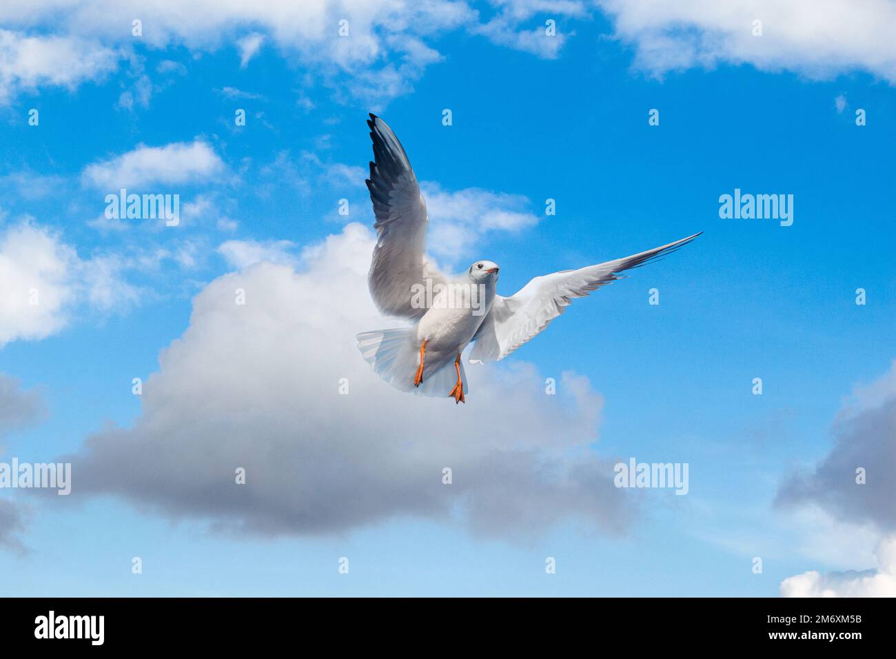 Single seagull flying in blue a sky Stock Photo