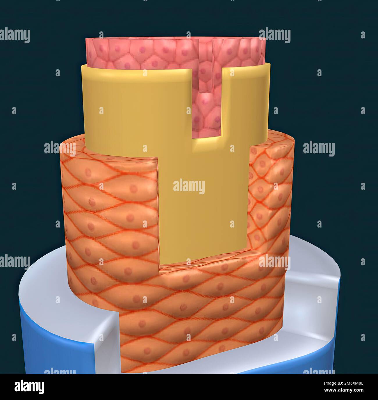 The walls of most blood vessels have three distinct layers the tunica