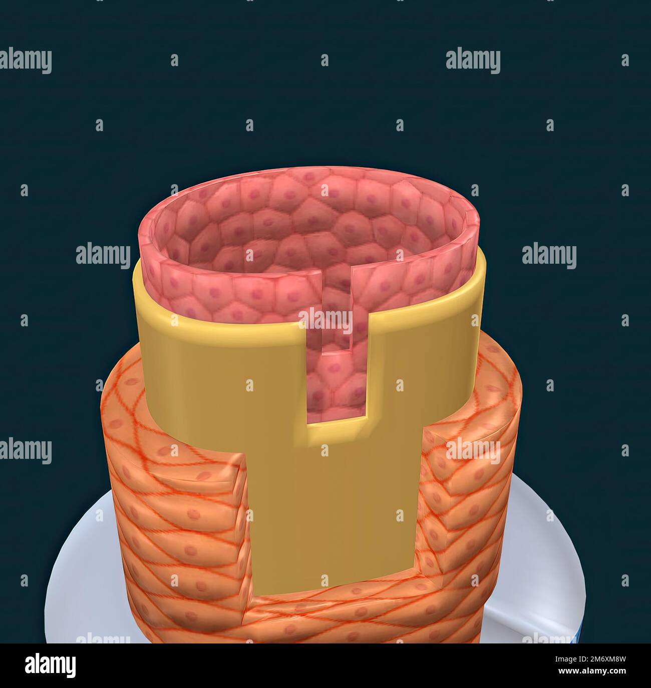 The walls of most blood vessels have three distinct layers the tunica externa, the tunica media