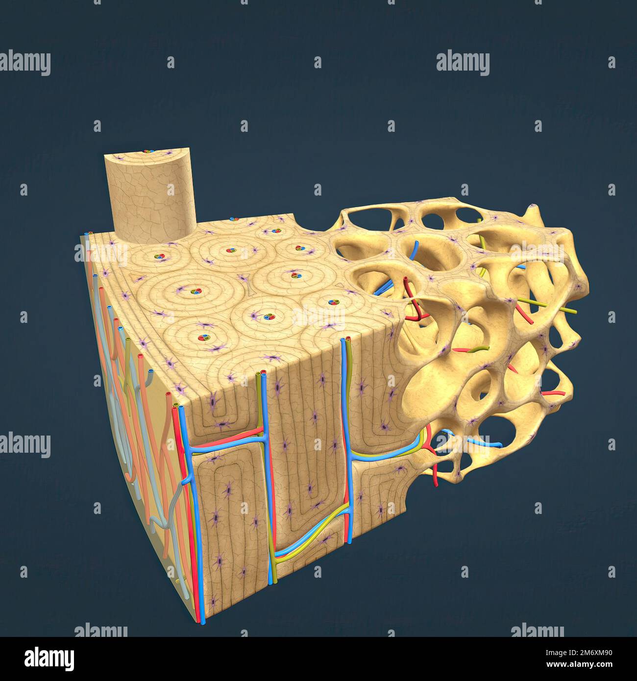 Long bone microscopic view anatomy Stock Photo Alamy