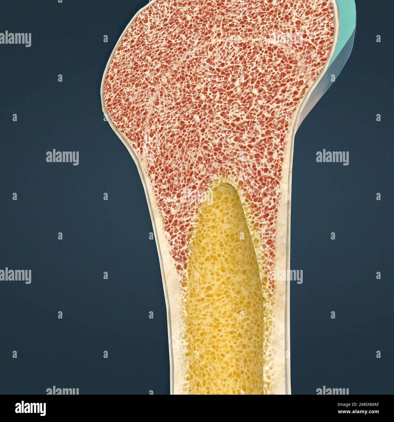 The humerus also known as the upper arm bone is a long bone that runs
