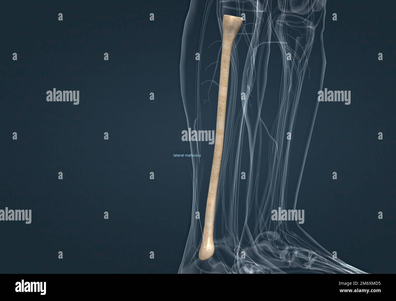 Bones of the arm from the hand to the scapula hires stock photography