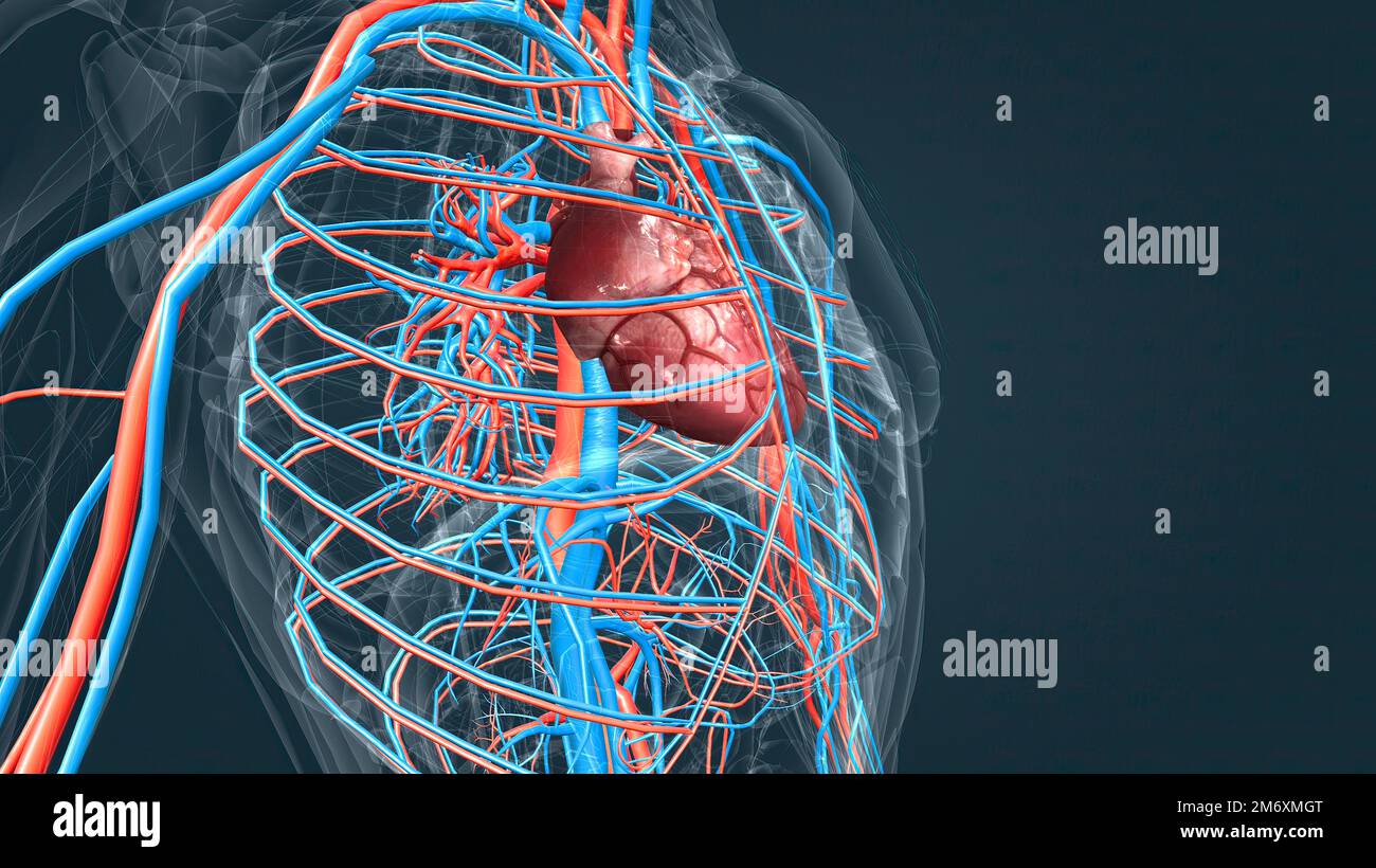 Circulation circulatory system hi-res stock photography and images - Page 2  - Alamy