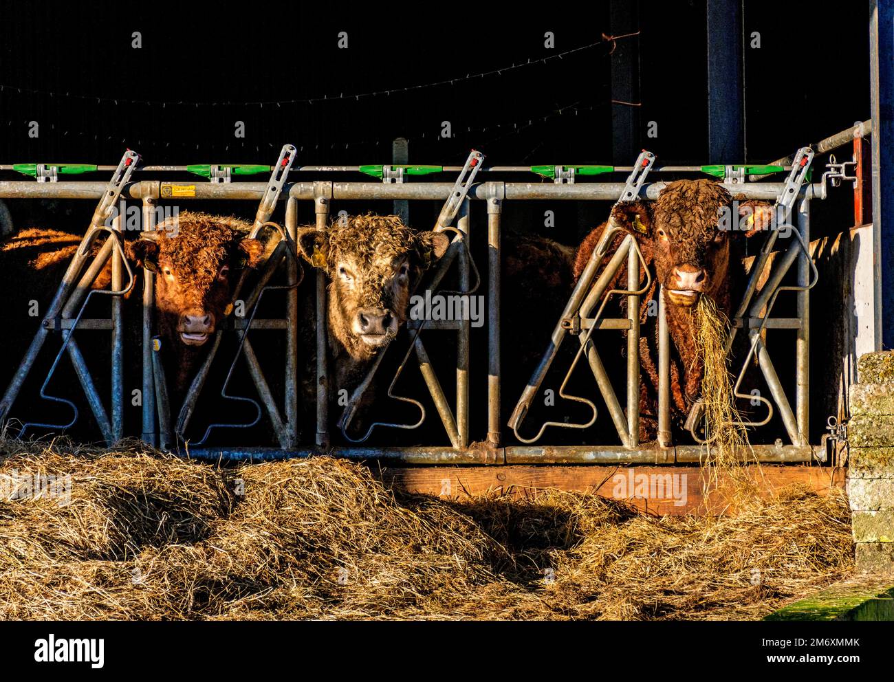 Beef cattle feeding on silage grass, County Donegal, Ireland Stock