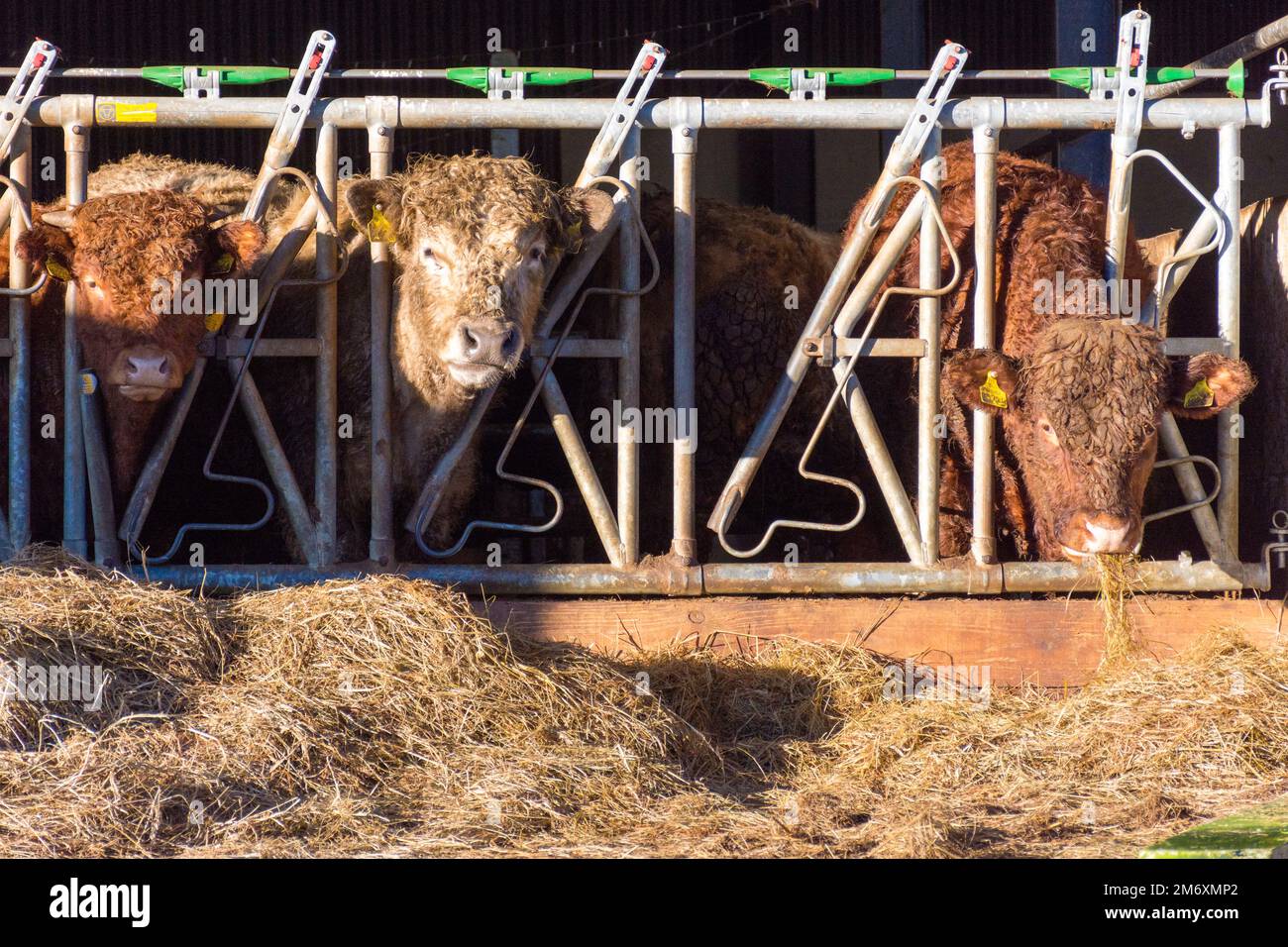 Beef cattle feeding on silage grass, County Donegal, Ireland Stock