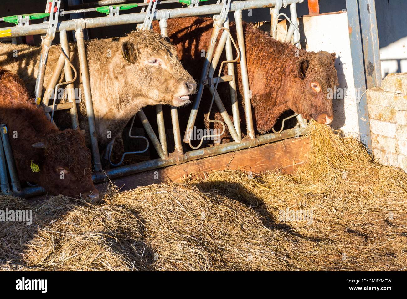 Beef cattle feeding on silage grass, County Donegal, Ireland Stock Photo Alamy