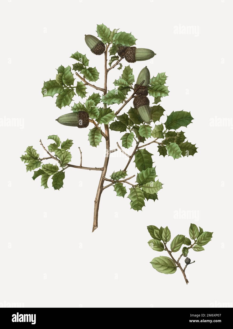 Kermes oak Stock Vector Images - Alamy