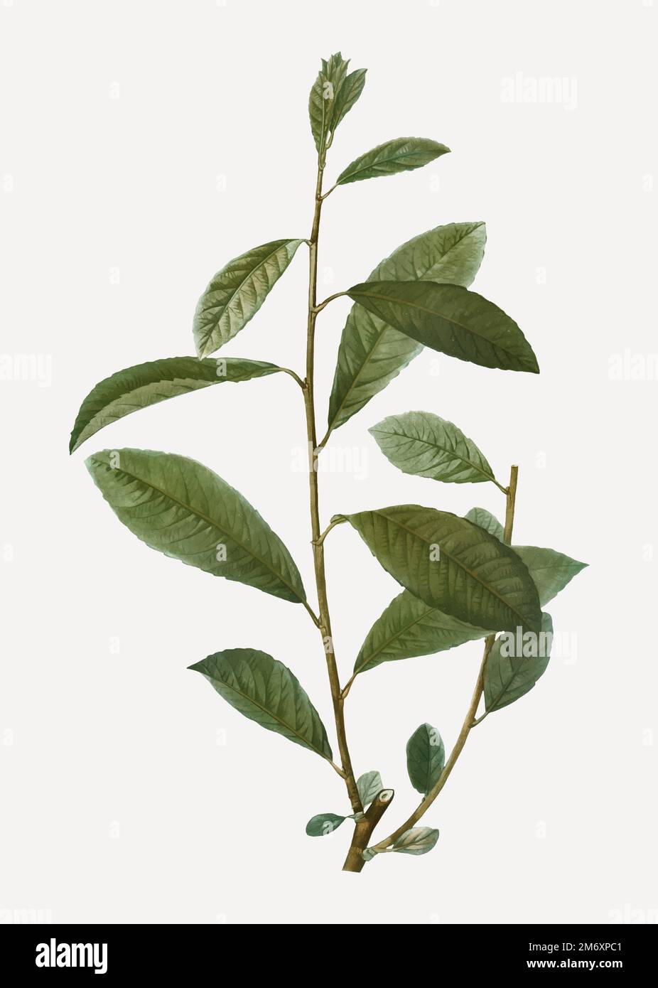 Vintage grey willow branch plant vector Stock Vector