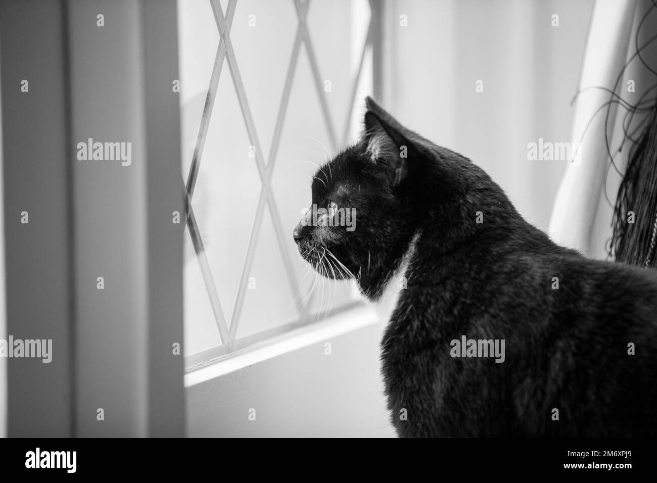 White cat window Black and White Stock Photos & Images - Alamy