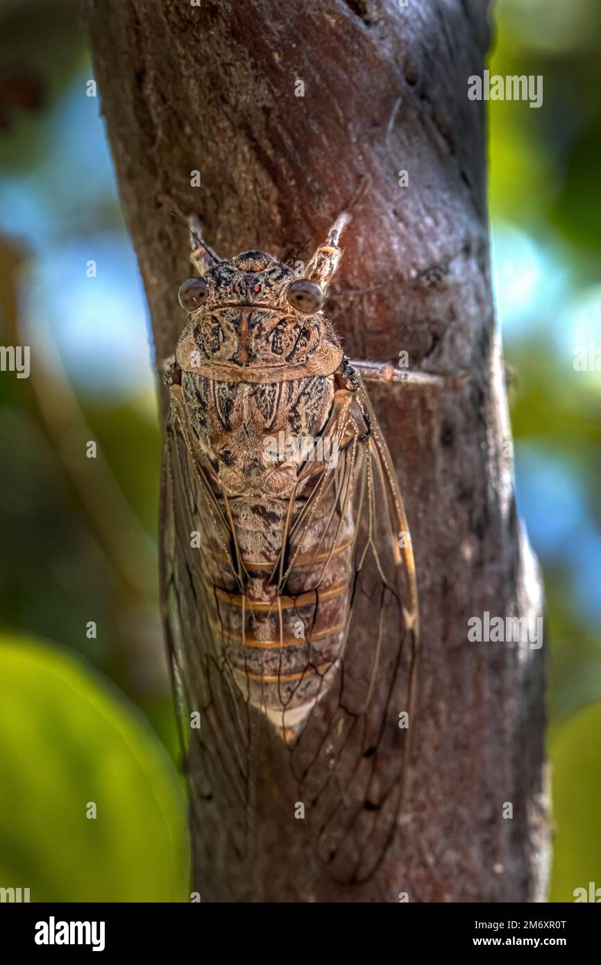 Portrait of a cicada Stock Photo