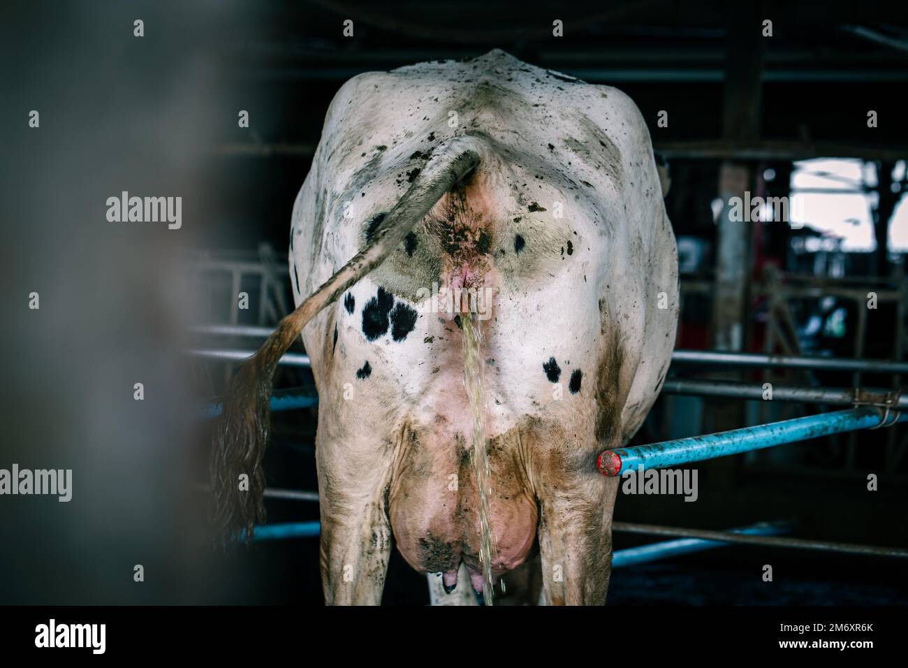 A back view of cow in cabin Stock Photo