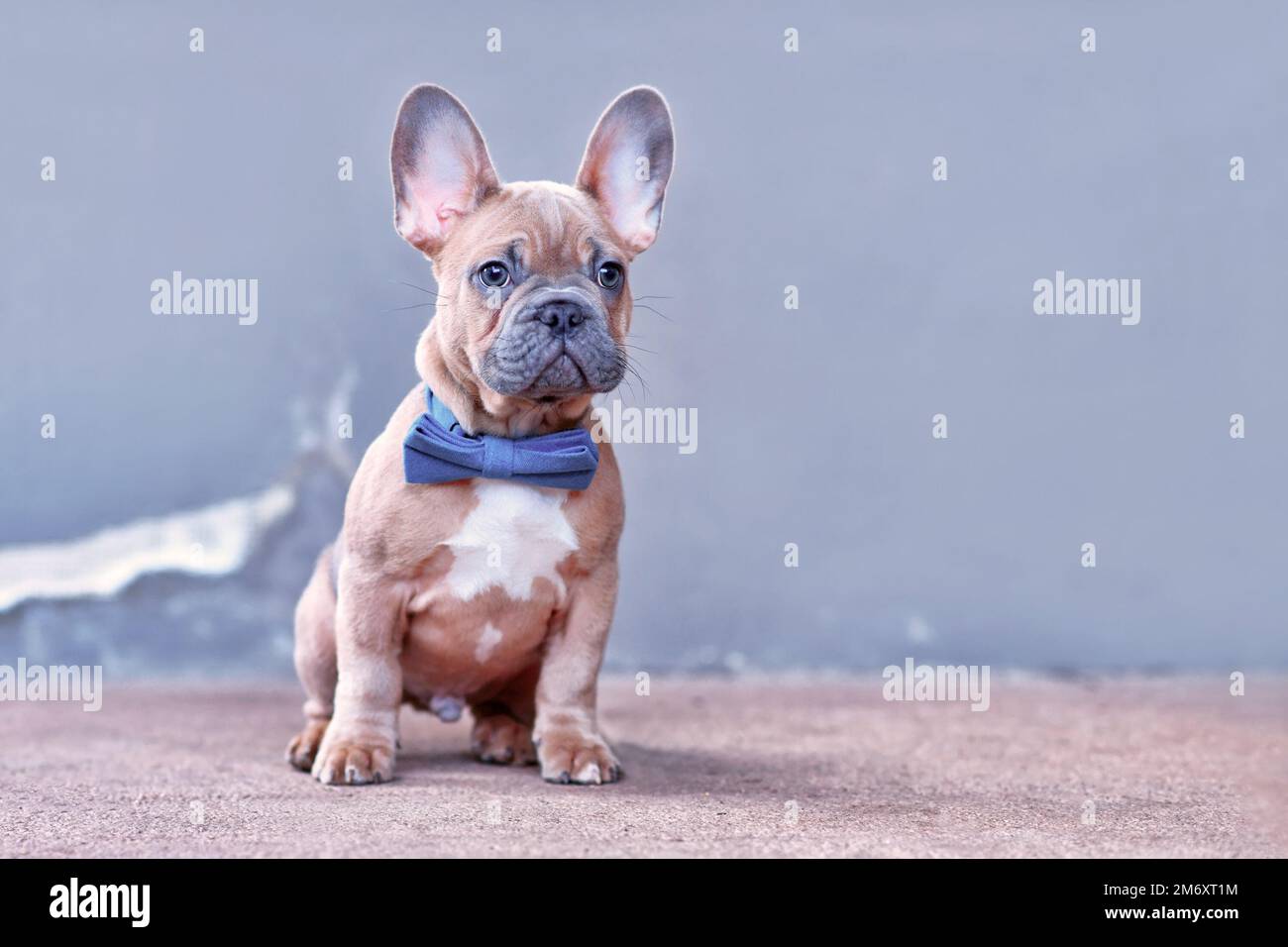 Blue red fawn French Bulldog dog puppy with blue bow tie in front of gray wall Stock Photo
