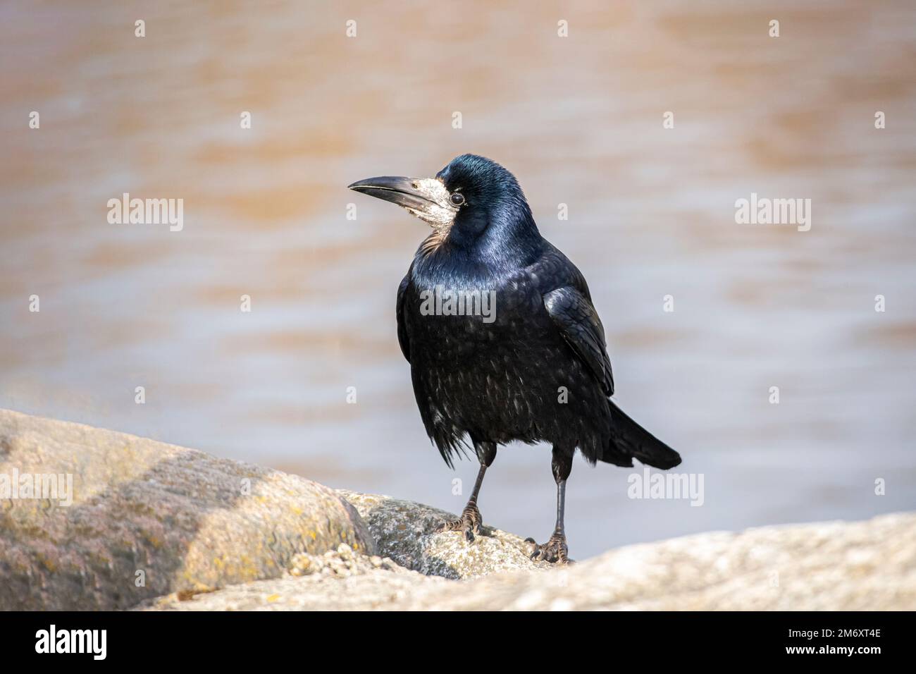 Rook Rook rock hi-res stock photography and images - Alamy