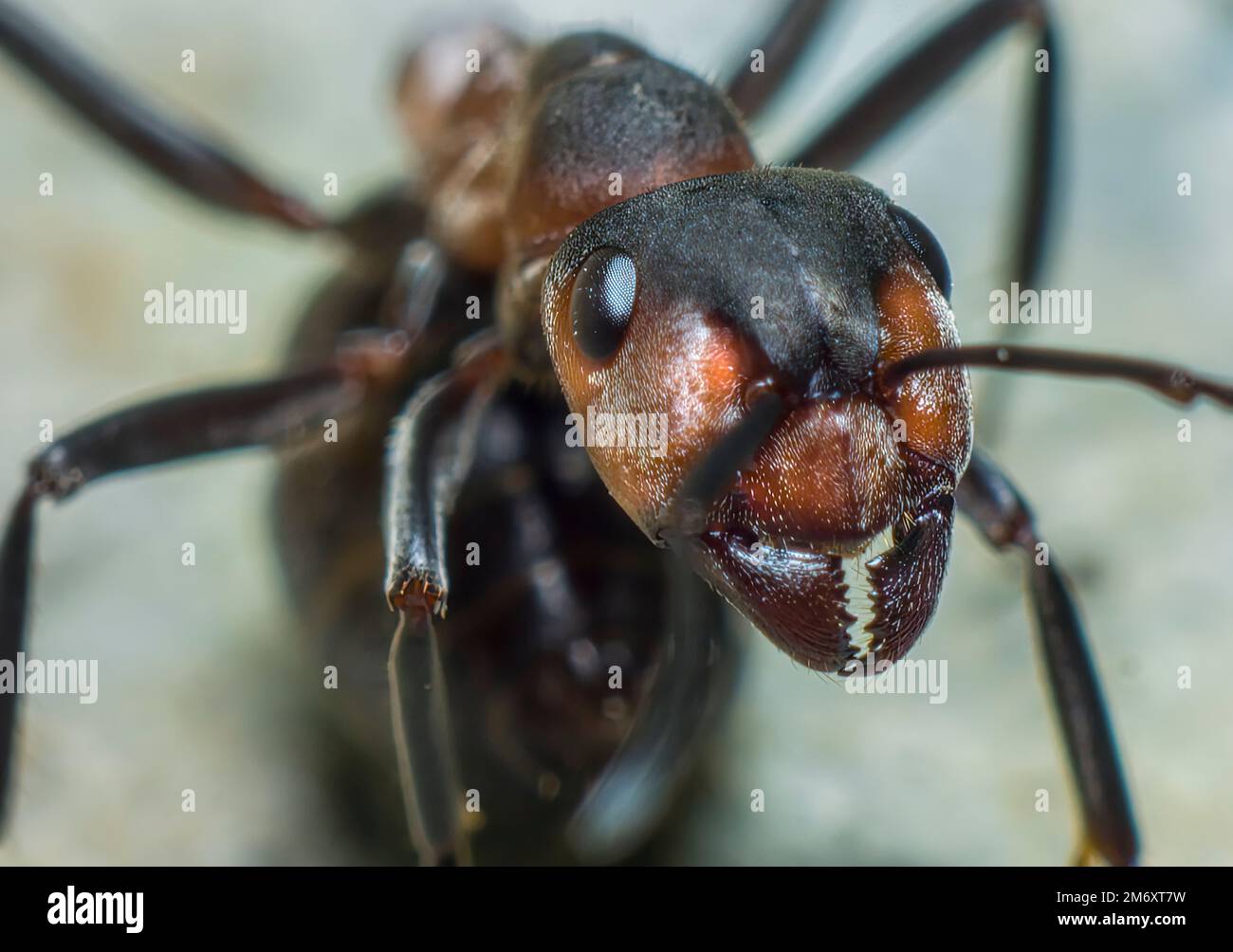 Portrait of a ant Stock Photo