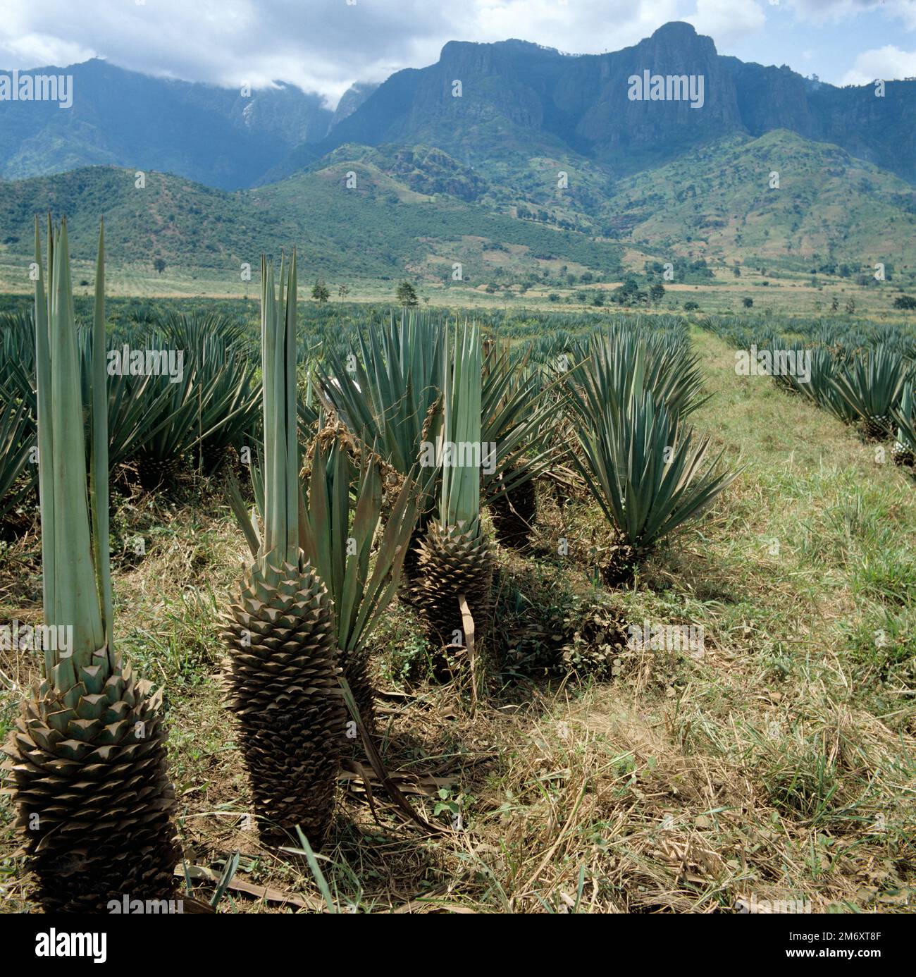 A sisal (Agave sisalana) plantatioin where some leaves are harvested from the succulent crop plants leaving the growing point leaves, Tanzania, East A Stock Photo