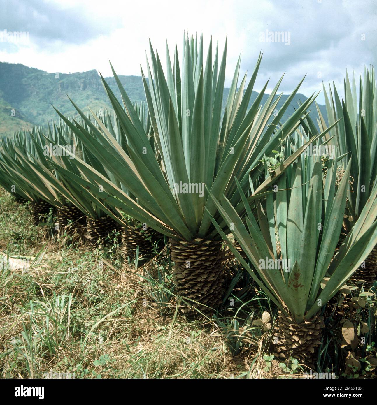 Mature sisal (Agave sisalana) large succulent fibre crop plants in a plantation, base leaves already harvested, Tanzania, East Africa, July Stock Photo