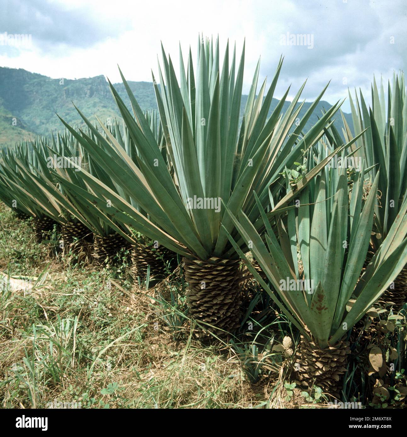 thumbnail image 2 of Agave Sisalana Seeds - Rare Century Plant Exotic Succulent Sisal Cactus Tree 2 of 6