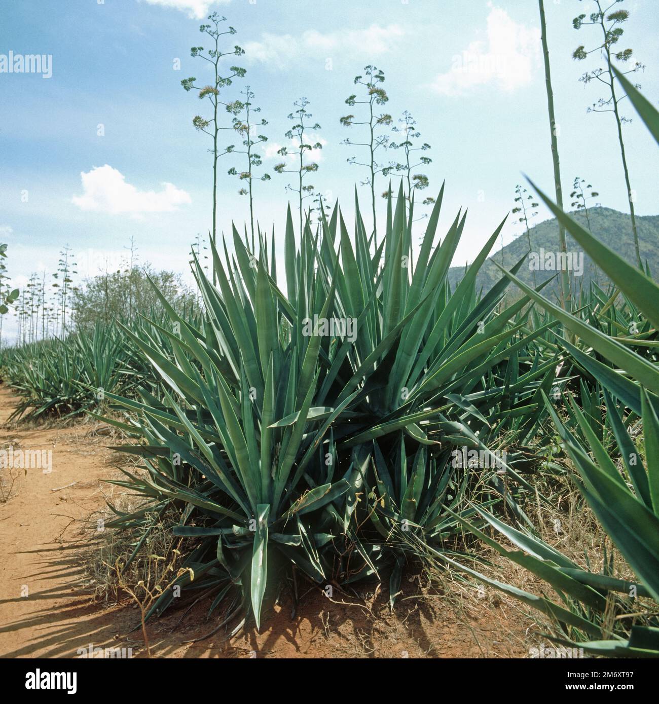 Mature sisal (Agave sisalana) large succulent fibre crop plants flowering in a plantation, Tanzania, East Africa, July Stock Photo