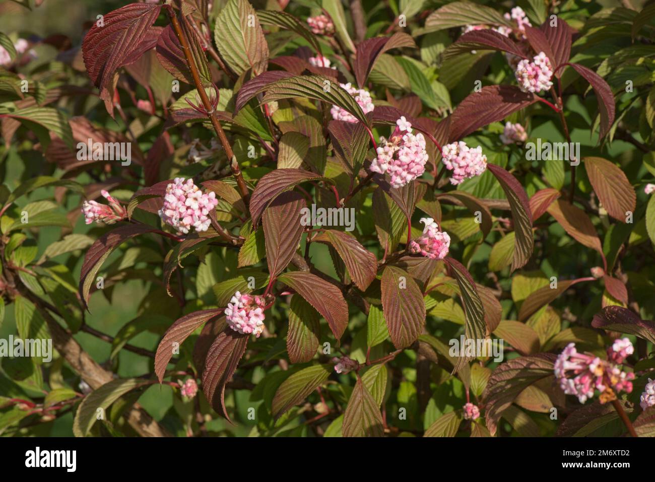 Viburnum X bodnantense 'Dawn' with fragrant pink clusters of flowers and green leaves turning red in autumn, Berkshire, October Stock Photo