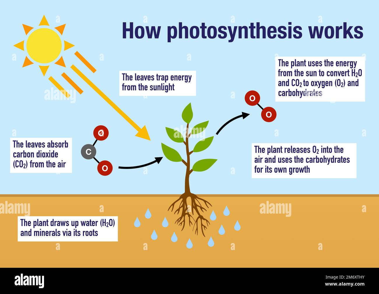 How The Process Of Photosynthesis Works In The Plants Stock Photo Alamy what-gas-is-released-during-the-citric-acid-cycle-youtube