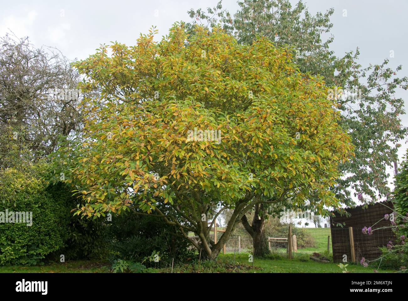 Chinese magnolia (Magnolia X soulangeana ) tree with leaves senescing into yellow, brown, green colours of autumn, Berkshire, October Stock Photo