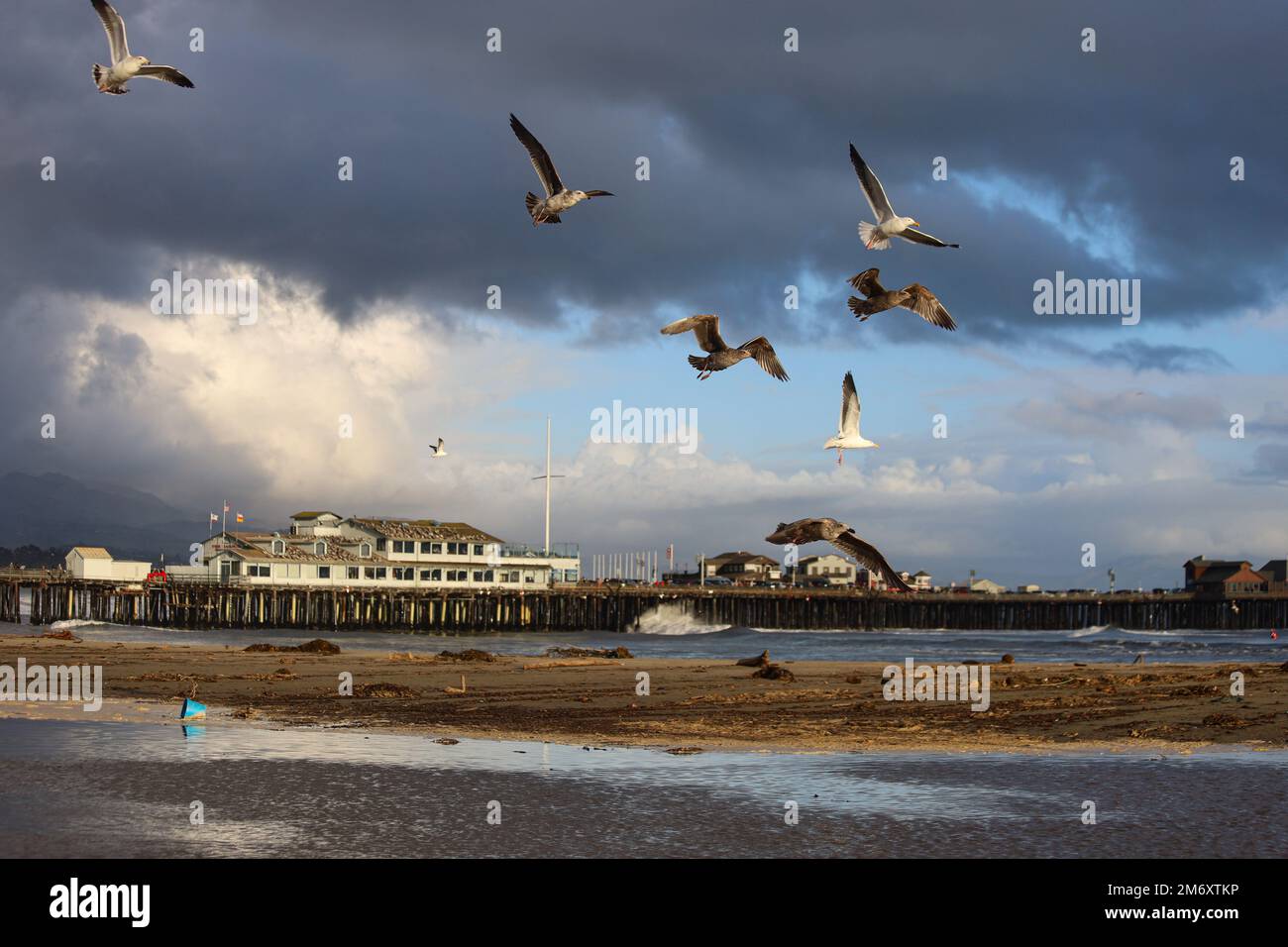 Santa Barbara California U S A 6th Jan 2023 Sea Gulls In santa-barbara-california-u-s-a-6th-jan-2023-sea-gulls-in