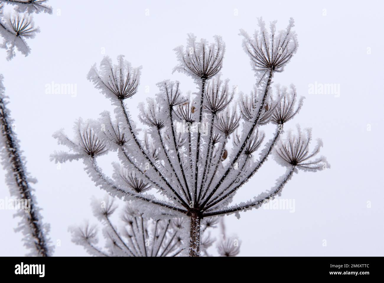 Hoar frost or rime ice from freezing fog on a dull grey December morning forming on the seeded umbels of common hogweed, Berkshire Stock Photo