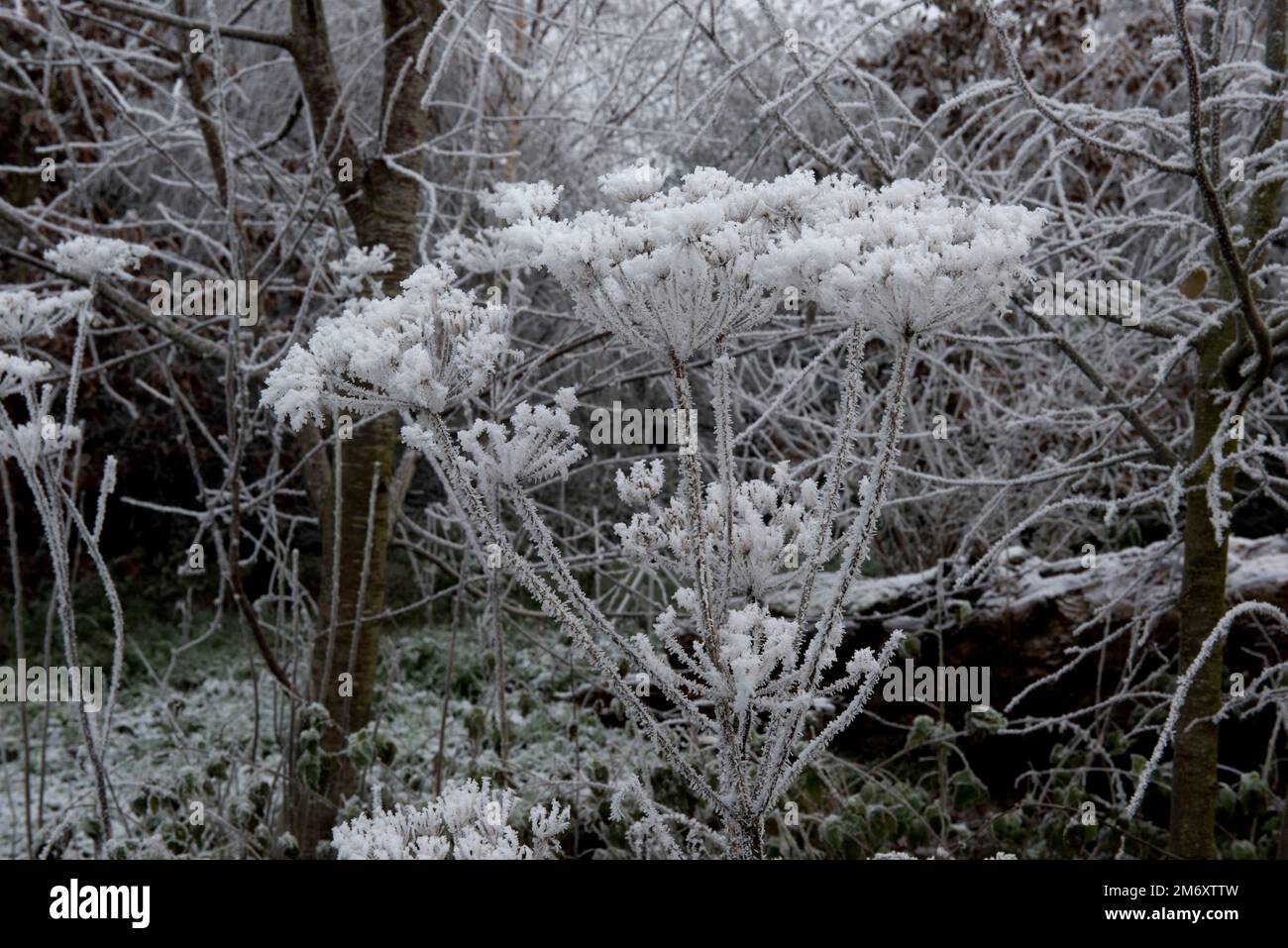 Hoar frost or rime ice from freezing fog on a dull grey December morning forming on the seeded umbels of common hogweed and tree branches, Berkshire Stock Photo