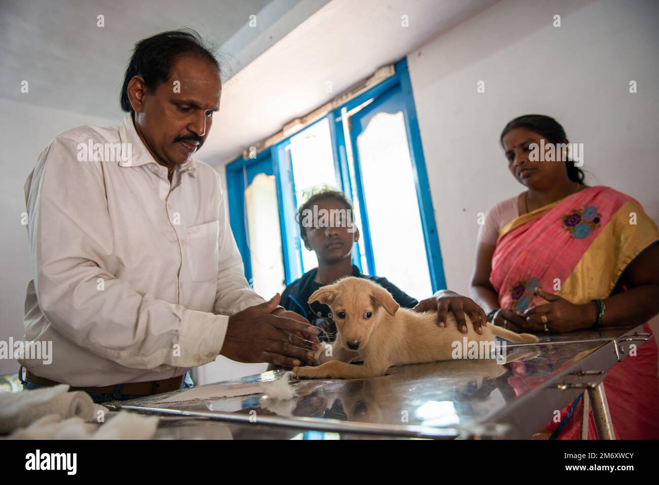 Edayanchavadi, India 10th december 2022 Indian veterinarian taking care of a puppy Stock