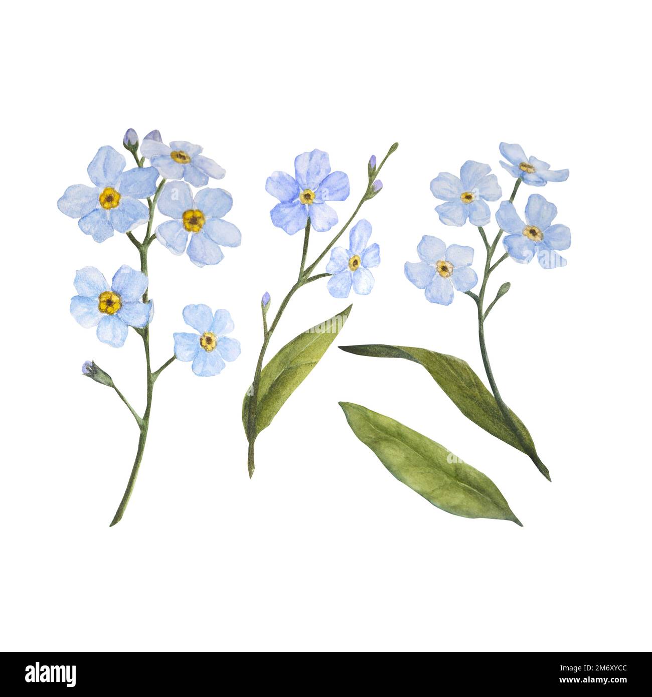 Forget me nots drawing hi-res stock photography and images - Alamy