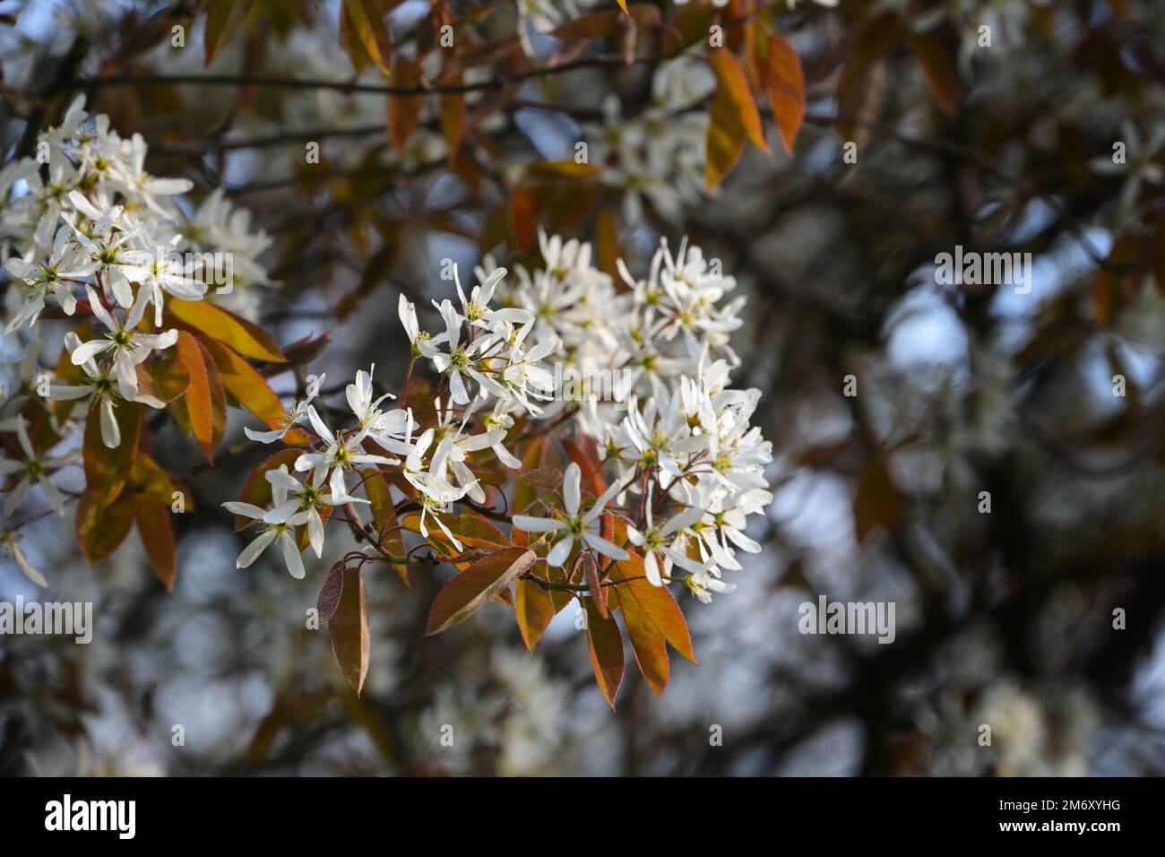 Amelanchier shrub with white flowers and copper colored foliage in spring, copy space, selected focus, narrow depth of field Stock Photo