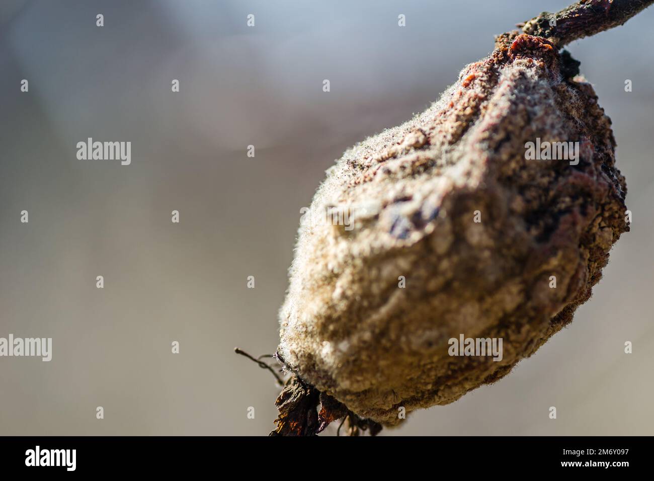 Dry quince fruit in the crown of the tree. Dry apple, quince rotten fruit on the tree in orchard, organic food. Stock Photo