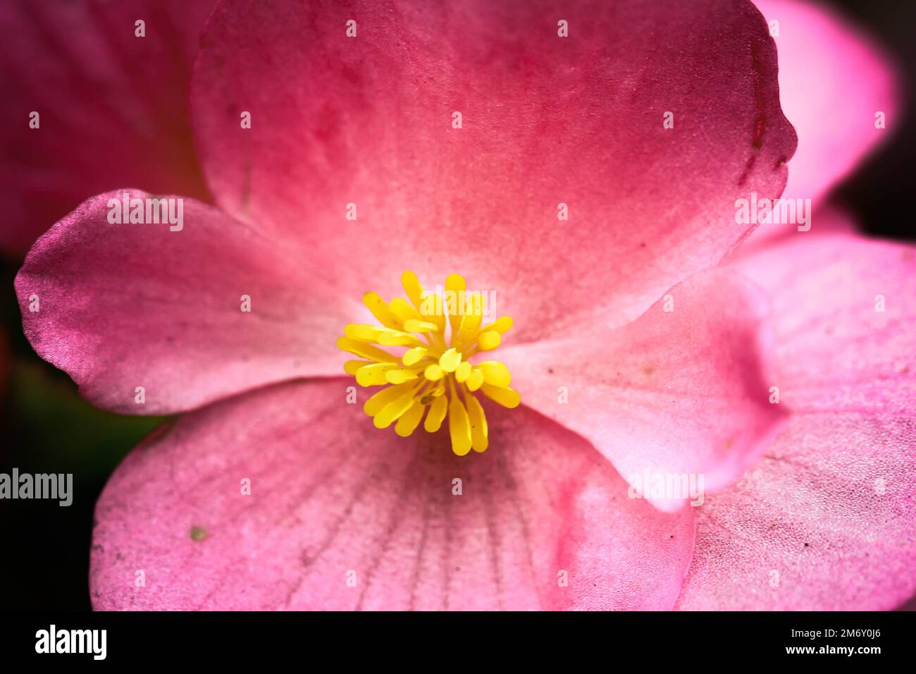 A closeup of a pink Begonia flower growing in a garden Stock Photo