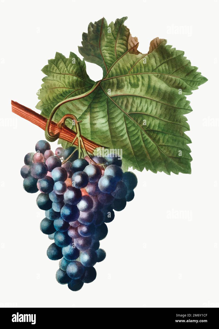 Vintage grape vine branch vector Stock Vector Image & Art Alamy