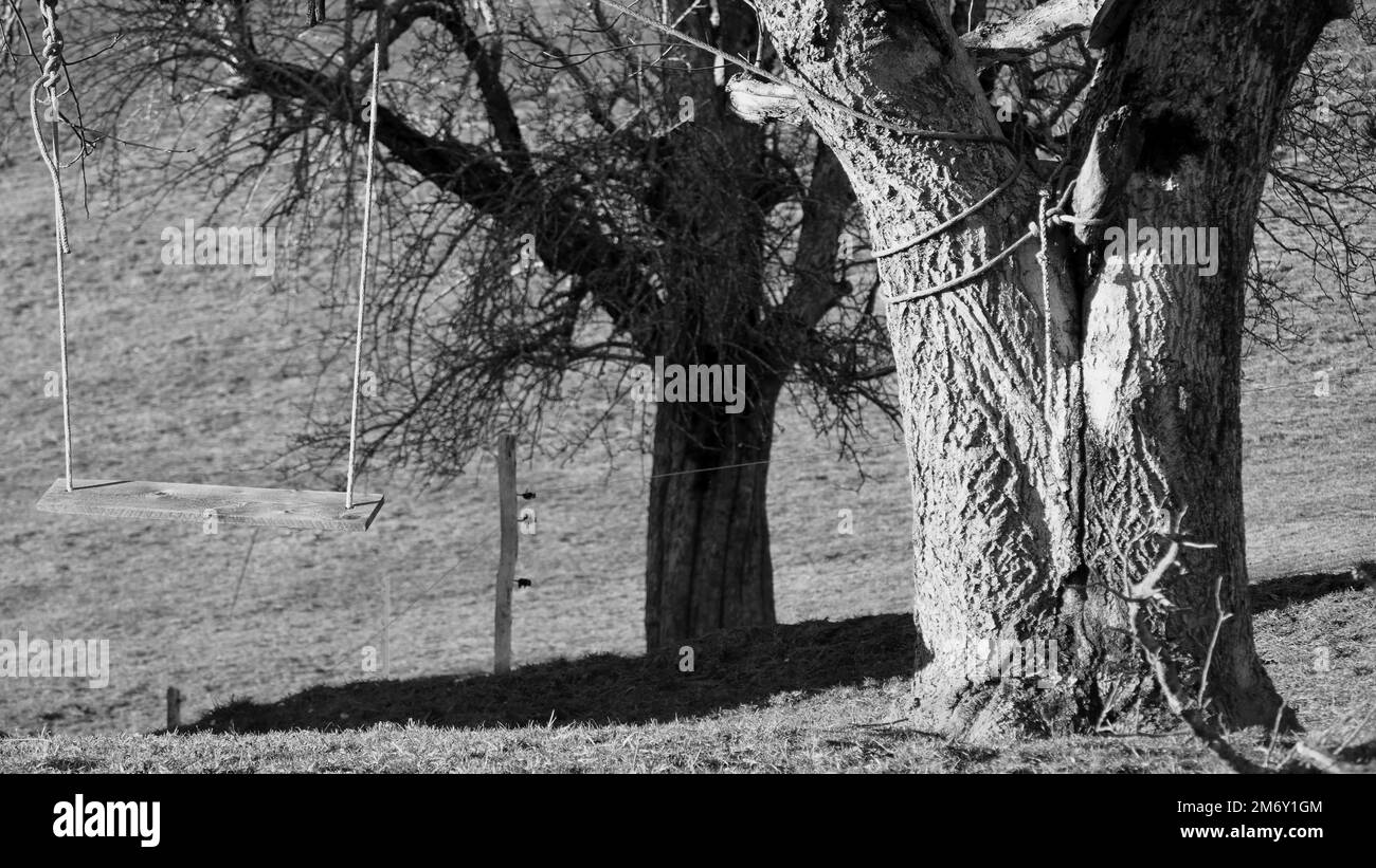 Homemade wooden swing with ropes attached to a tree in black and white Stock Photo