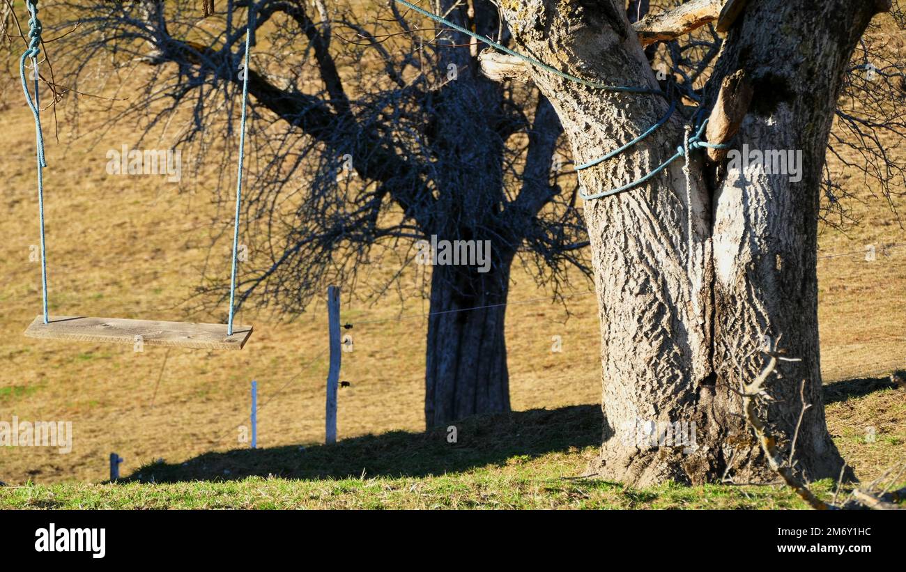 Homemade wooden swing with ropes attached to a tree Stock Photo