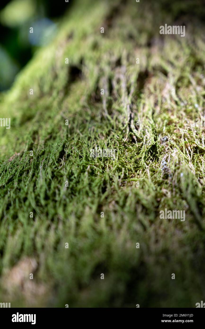tree trunk covered with moss, moss texture macro view in nature for wallpaper.Moss background Stock Photo