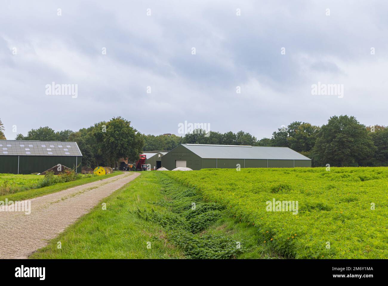 Modern farm shed with agricultural road and field with marigolds against nematodes and dry ditch with stinging nettle Stock Photo