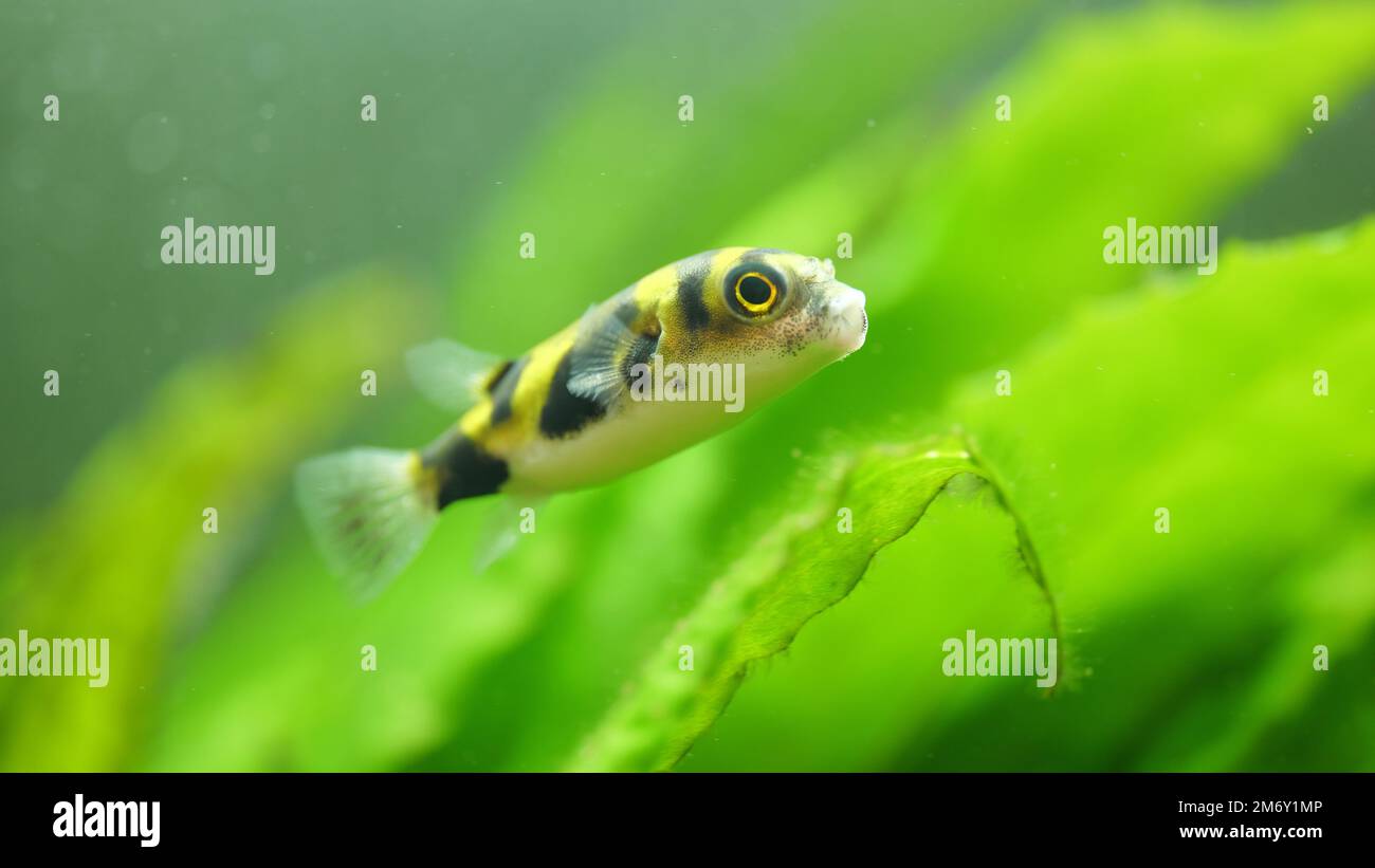 Black-yellow Colomesus asellus puffer fish in aquarium in front of green plants Stock Photo