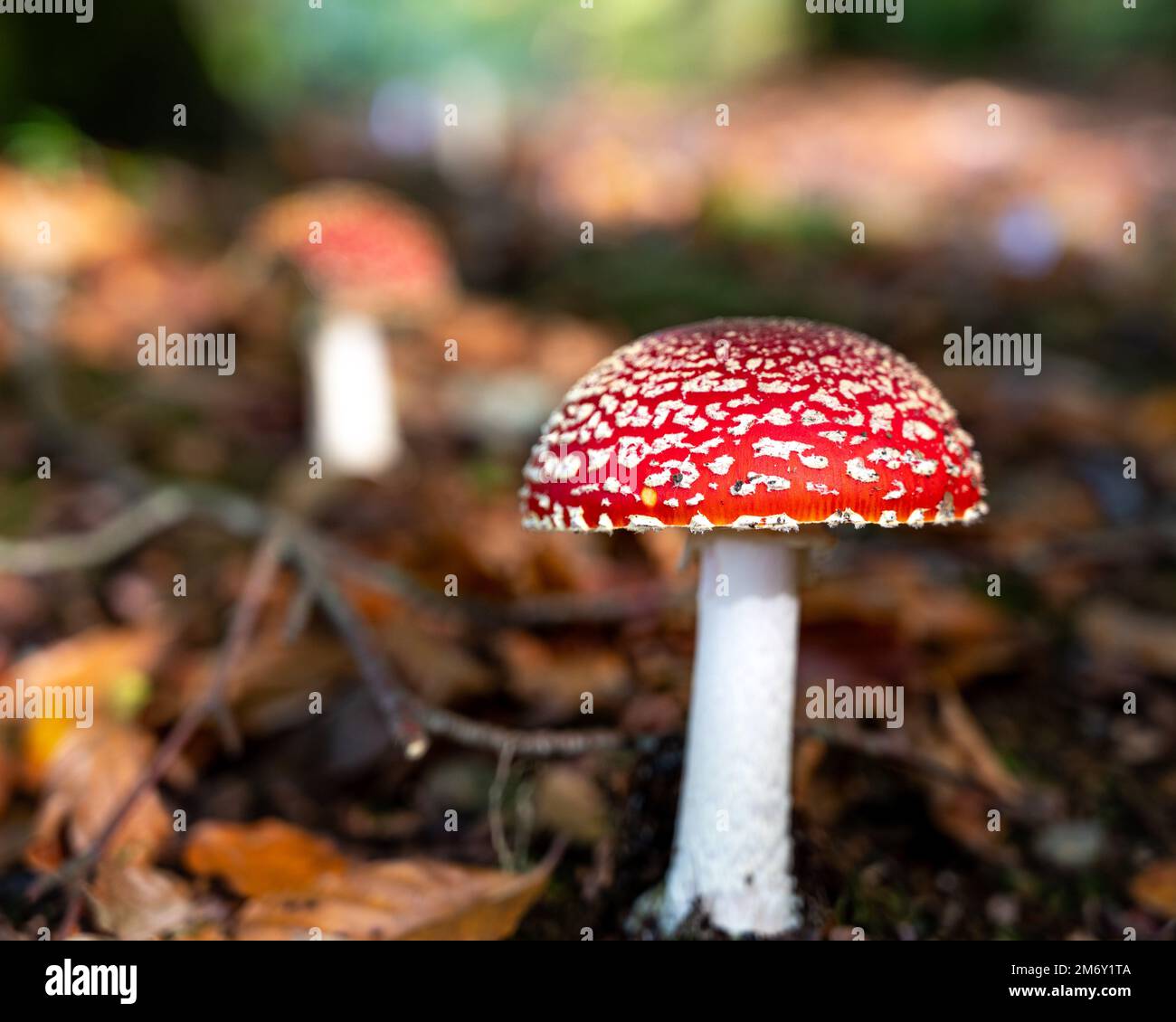 Amanita muscaria (Amanite tue-mouches or fausse oronge) Dangerous mushrooms. cut Amanita muscaria. Close up Amanita muscaria Stock Photo