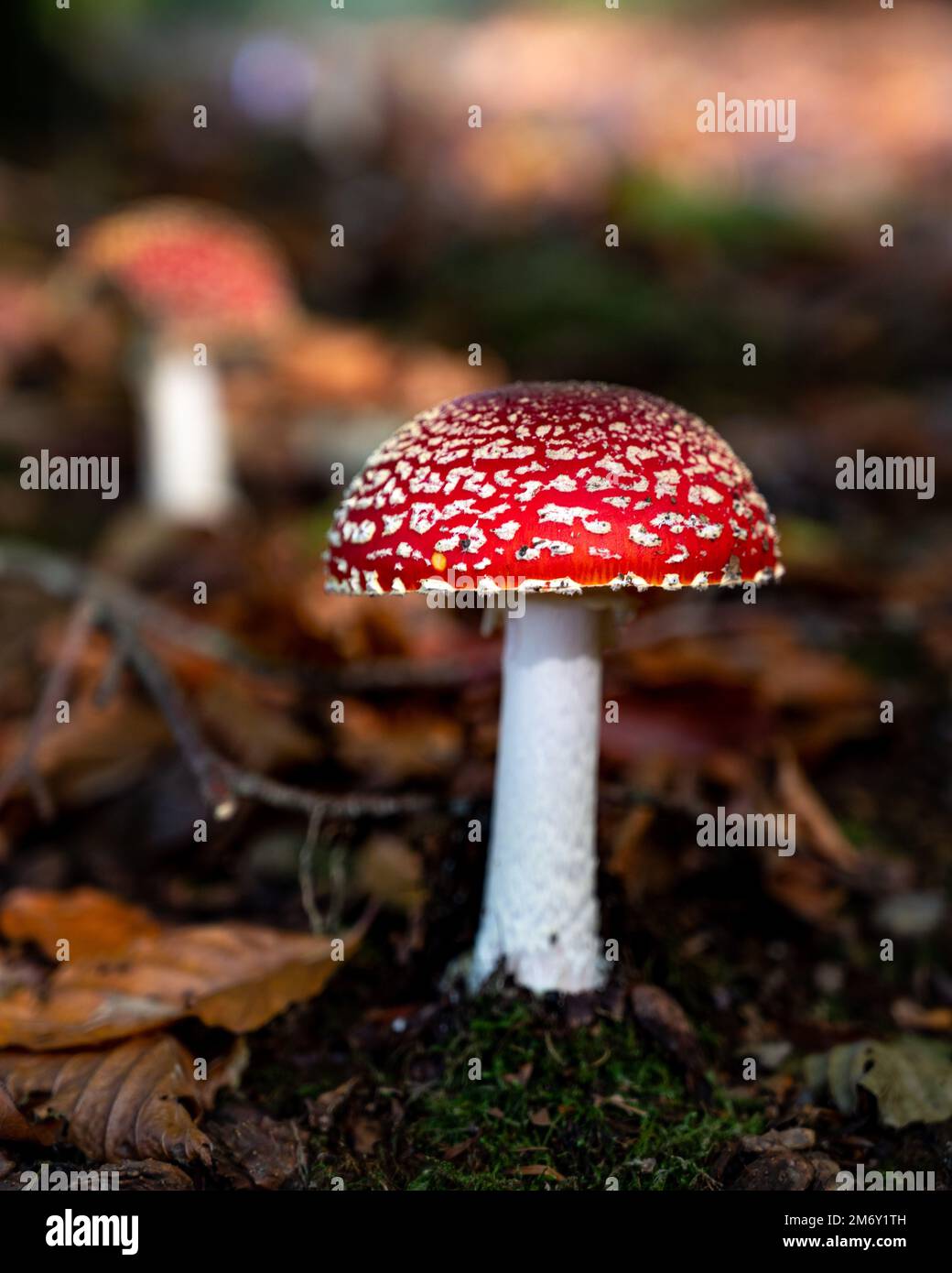 Amanita muscaria (Amanite tue-mouches or fausse oronge) Dangerous mushrooms. cut Amanita muscaria. Close up Amanita muscaria Stock Photo