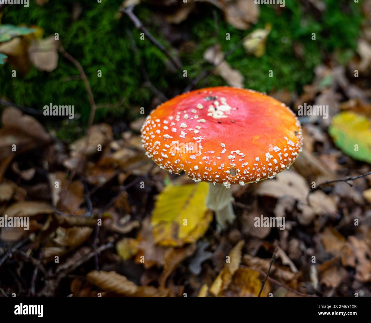 Amanita muscaria (Amanite tue-mouches or fausse oronge) Dangerous mushrooms. cut Amanita muscaria. Close up Amanita muscaria Stock Photo