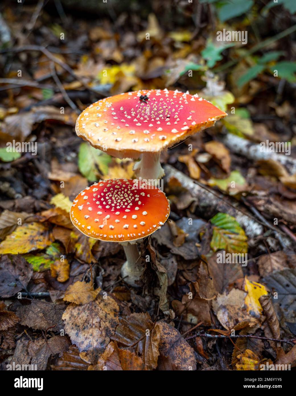 Amanita muscaria (Amanite tue-mouches or fausse oronge) Dangerous mushrooms. cut Amanita muscaria. Close up Amanita muscaria Stock Photo