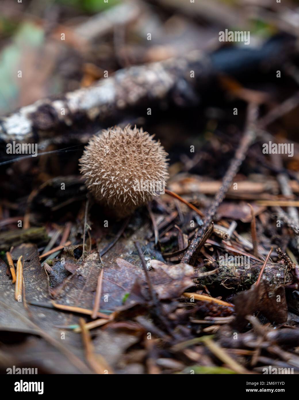 puffball fungus mushroom (Vesse-de-loup hérisson) Stock Photo