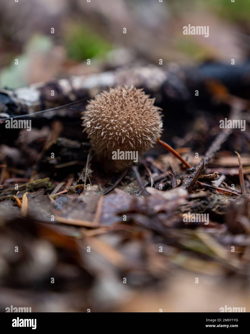 puffball fungus mushroom (Vesse-de-loup hérisson) Stock Photo
