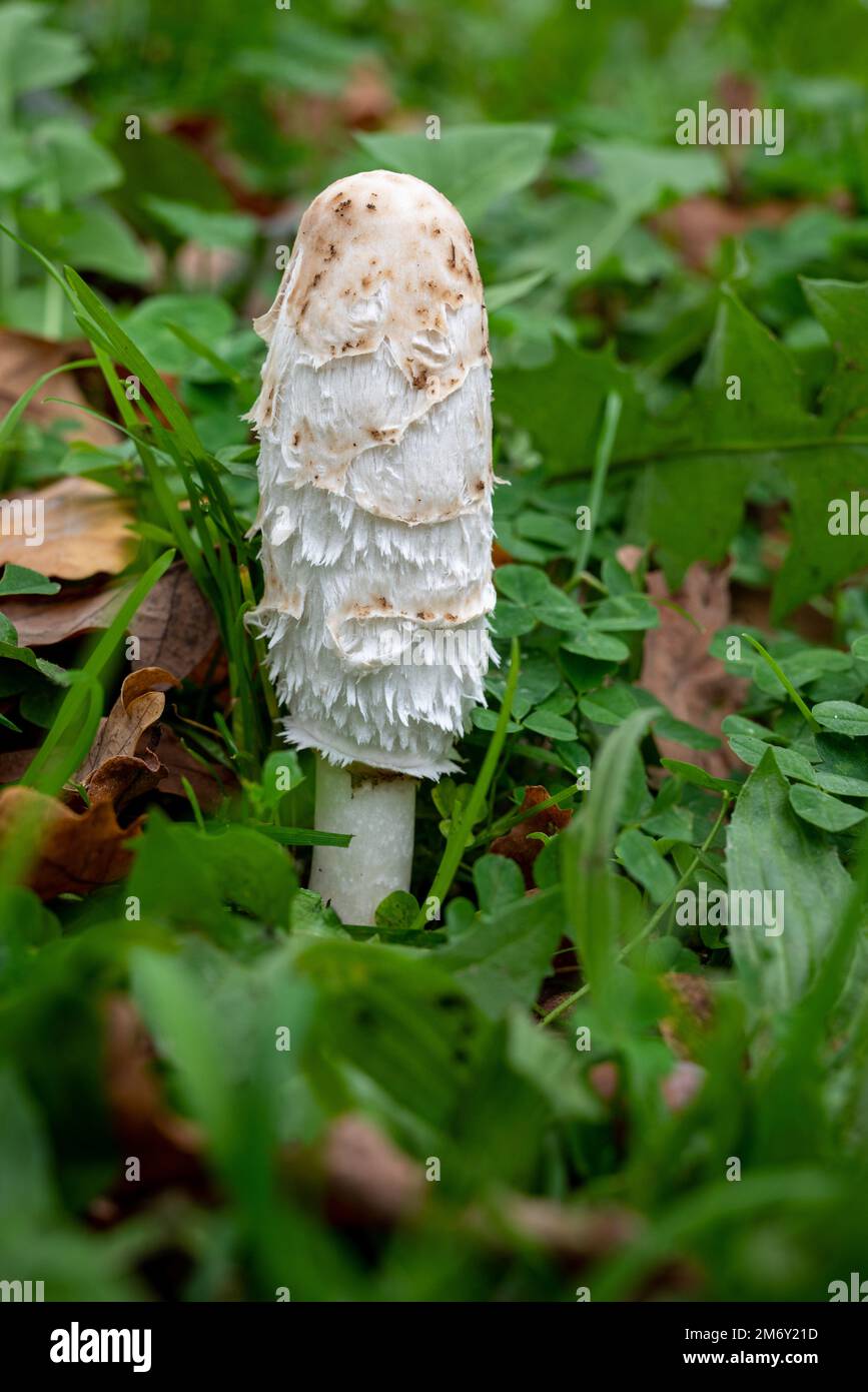 coprin mushroom in the grass Stock Photo